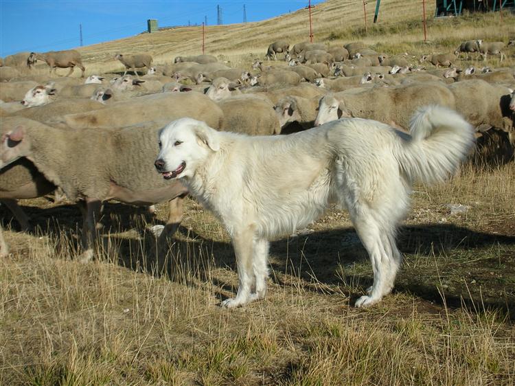 foto cane