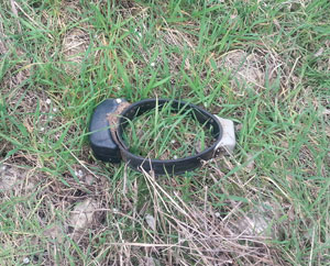 foto collare cinghiale
