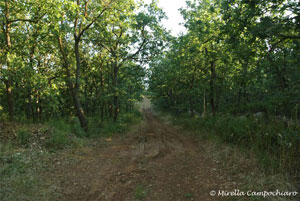 MOnte Cucco