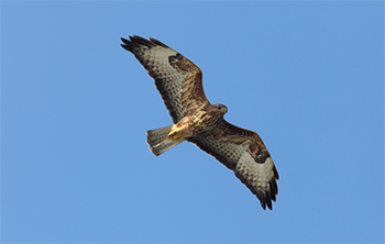falco grillaio