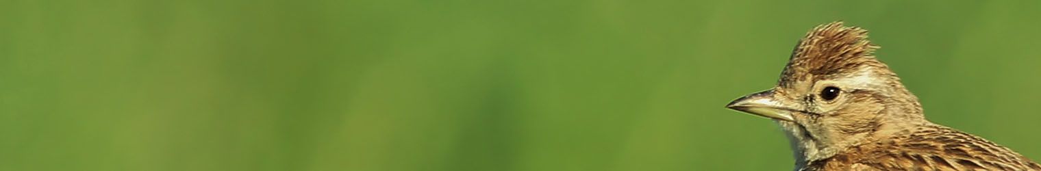 Banner Conservazione della natura