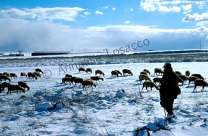 002 FEBBRAIO   MURGIA INNEVATA 1   ANNALISA LOSACCO 