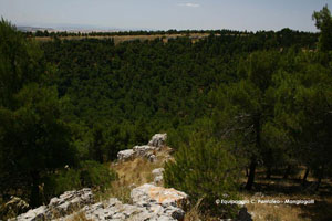 03 Pulicchio di Gravina 