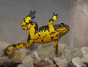B variegata Domnista Greece 9704 LB2p 
