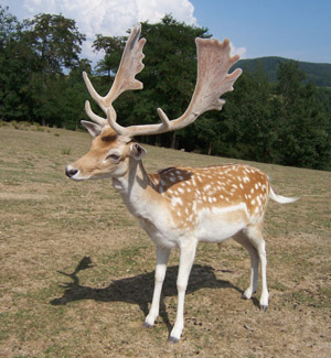 Daino Dama dama 