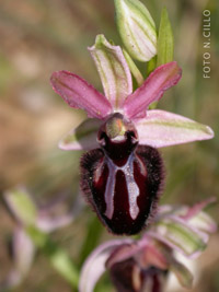 Foto Ophrys murgiana 1p 