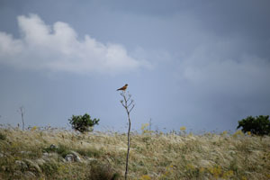 IMG 0552 