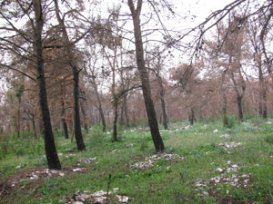 Immagine 015p 