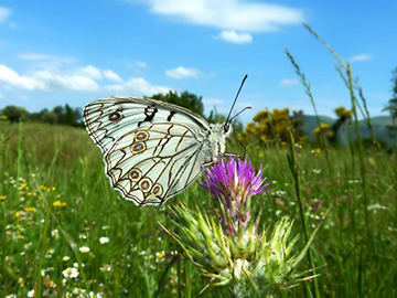 Melanargia arge credit stefanovet 