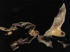 Miniopterus schreibersii 