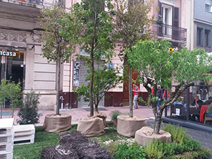 Parco Alta Murgia   Primavera Mediterranea 