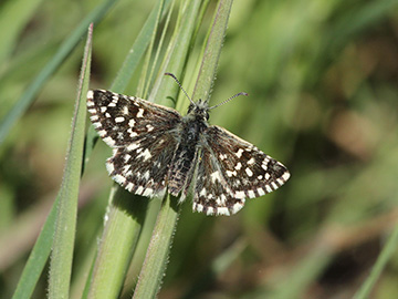 Pyrgus malvoides min 