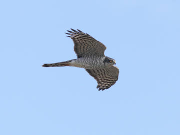 attivit di birdwatching 28 ottobre 