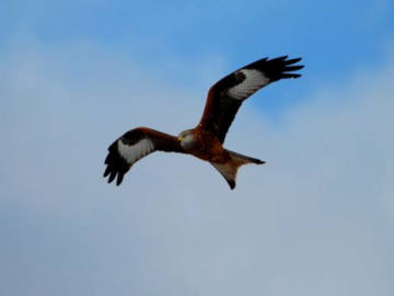 birdwatching360x270 