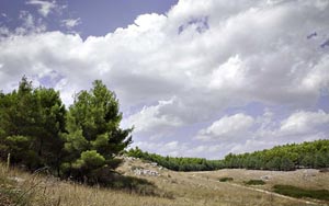 bosco coleti minervino 