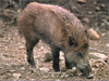 cinghiale 
