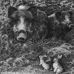 cinghiale 