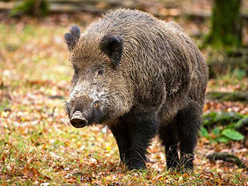 cinghiale 