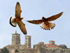 falco 