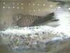 falcostreamingp 