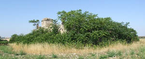 foto ailanto 