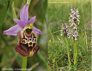orchidea murgiana 