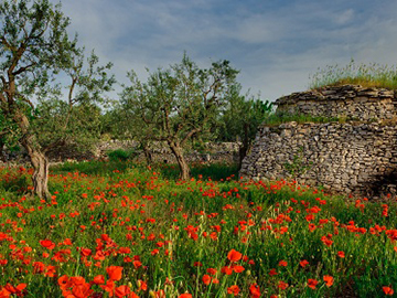 puglia 