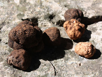 tartufo bianco nero 