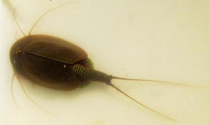triops cancriformis 