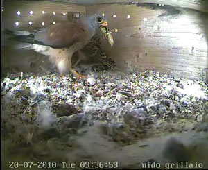 webcam grillaio alta murgia 